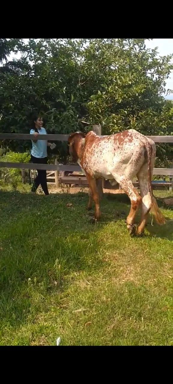 Linda novilha  - Foto 3