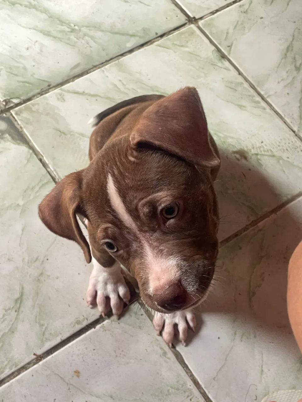 Pitbull filhote 2 meses  - Foto 4