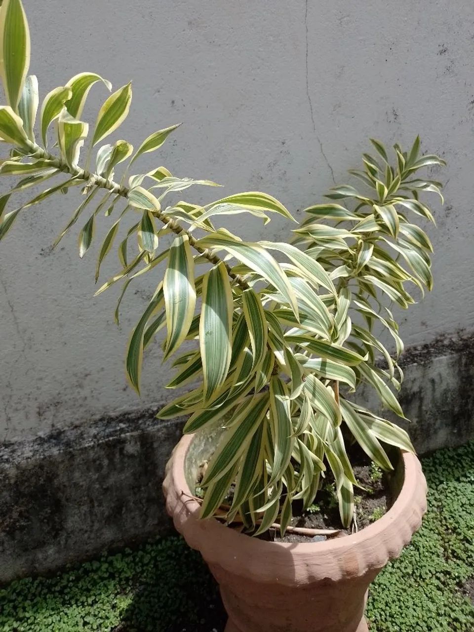 Planta com jarro  - Foto 5