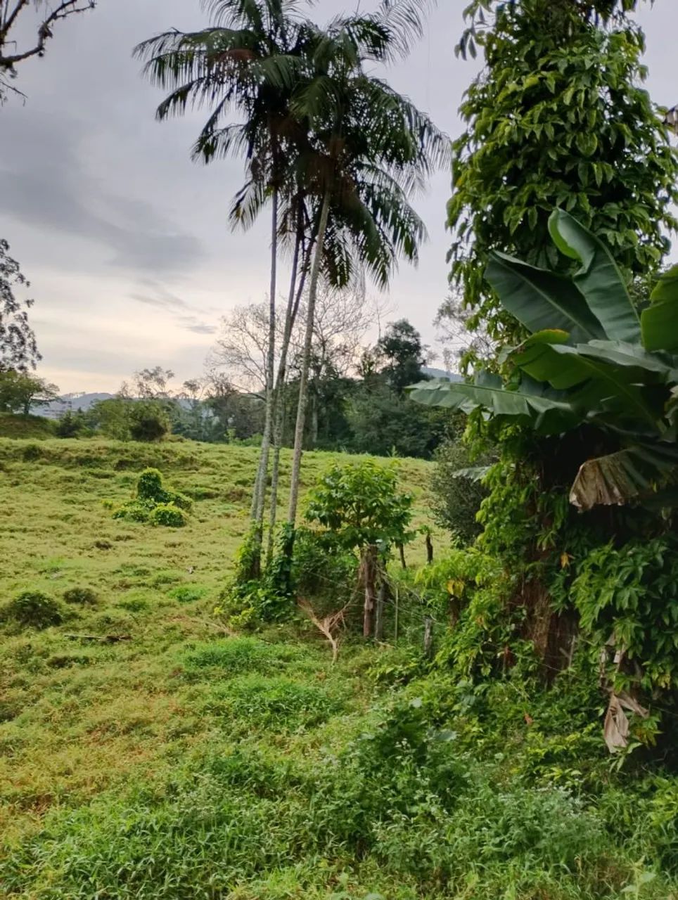 Excelente Oportunidade em Santo Amaro da Imperatriz  - Foto 4