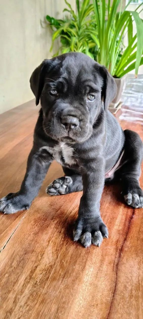 Cane CORSO  - Foto 3