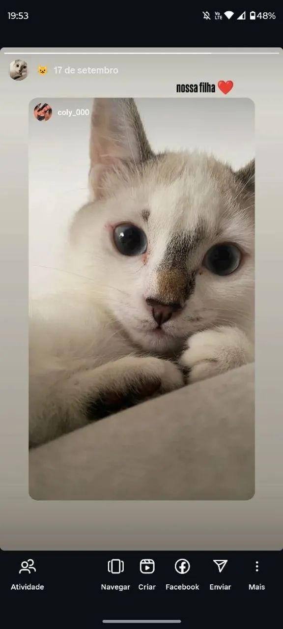 doacao de gata femea - Foto 4