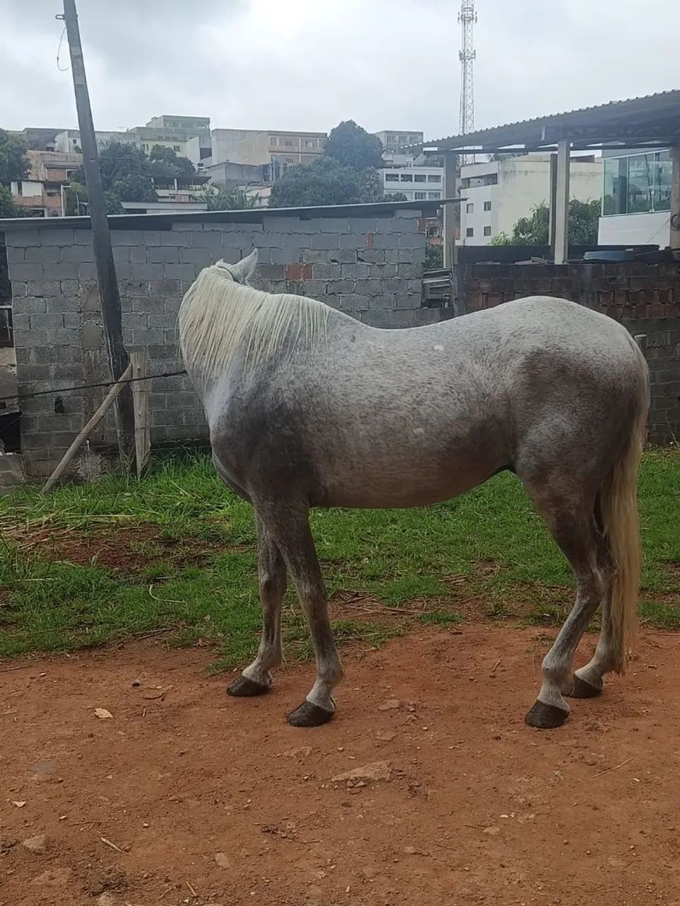 Cavalo  - Foto 2