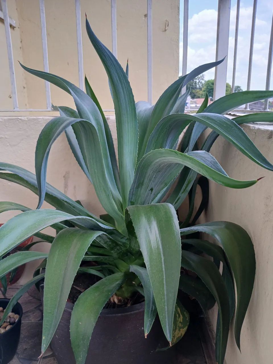 Agave  - Foto 2