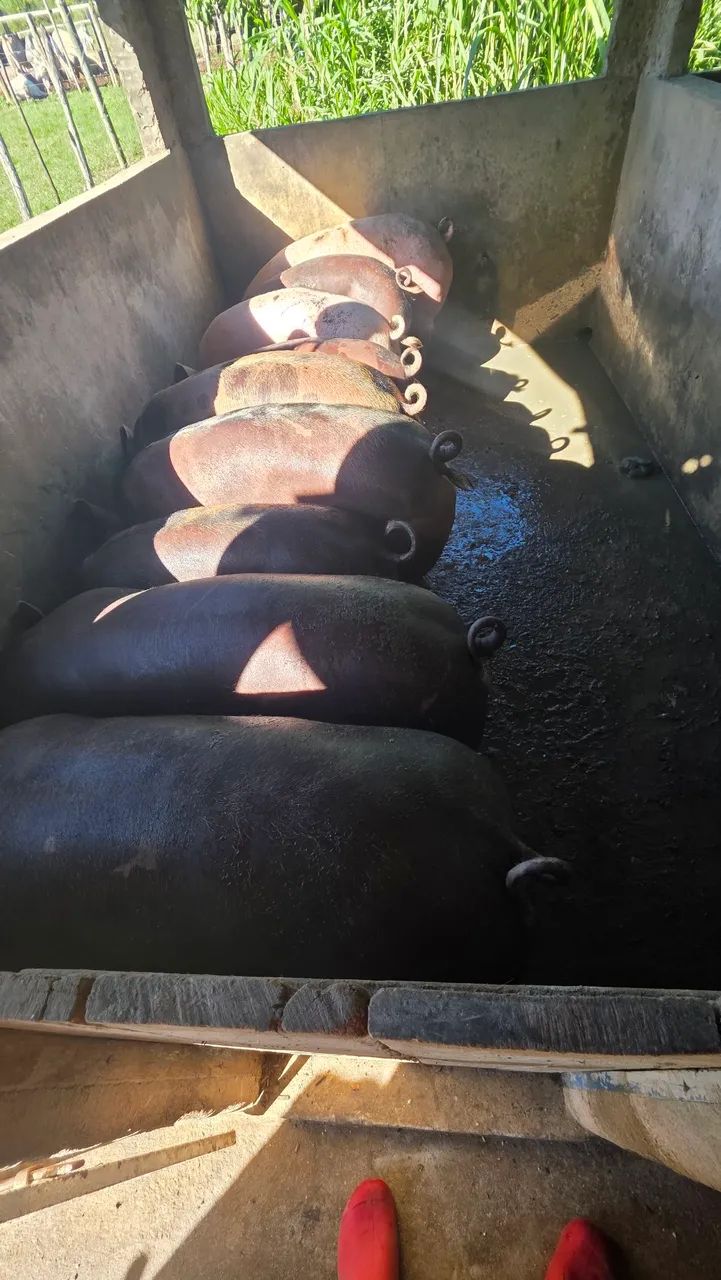 Vendo suínos para o abate - Foto 2