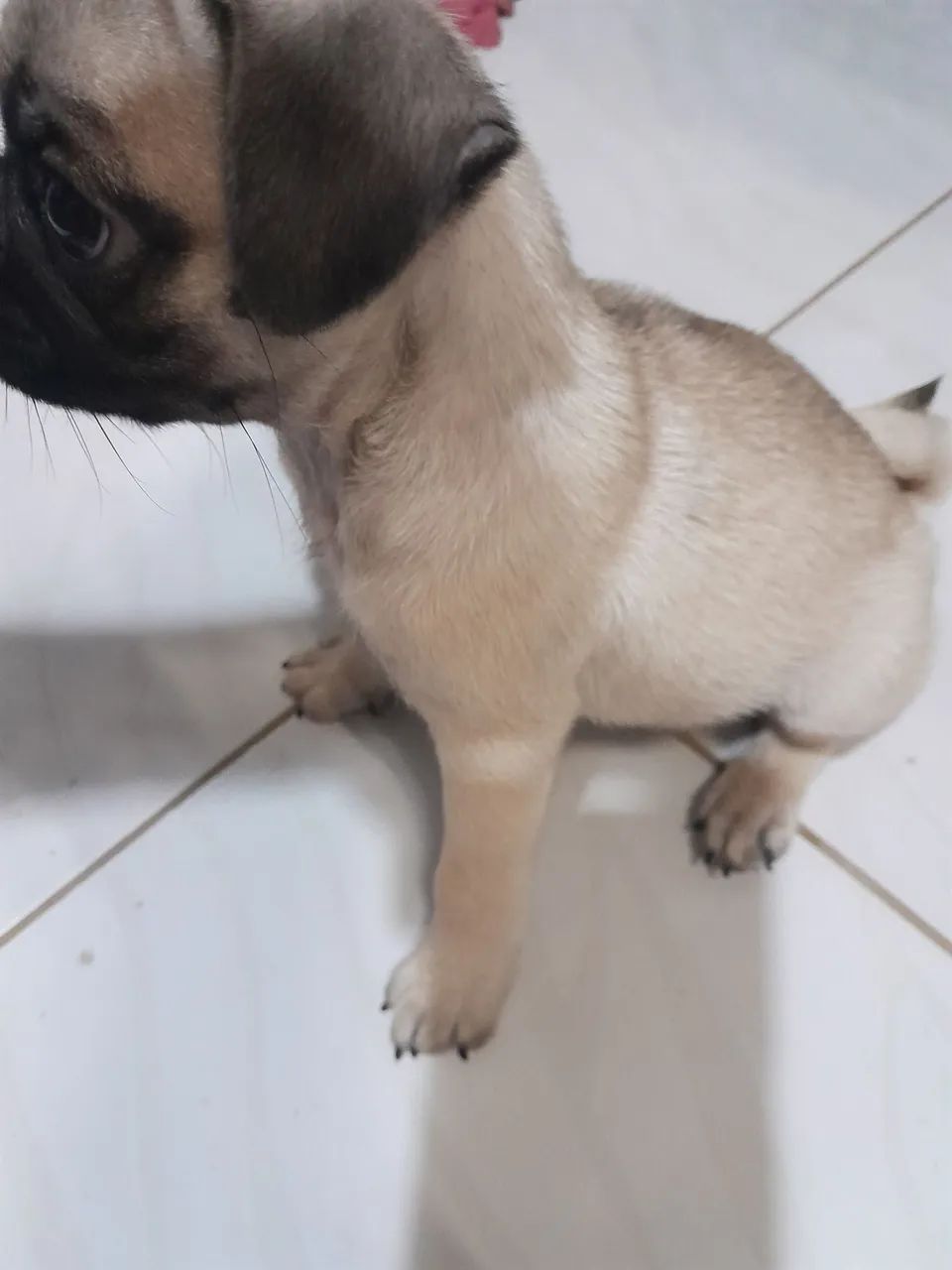 Fêmea pug  - Foto 4