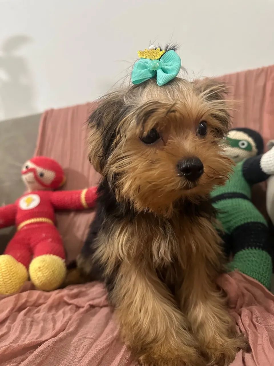 Yorkshire Terrier  - Foto 2