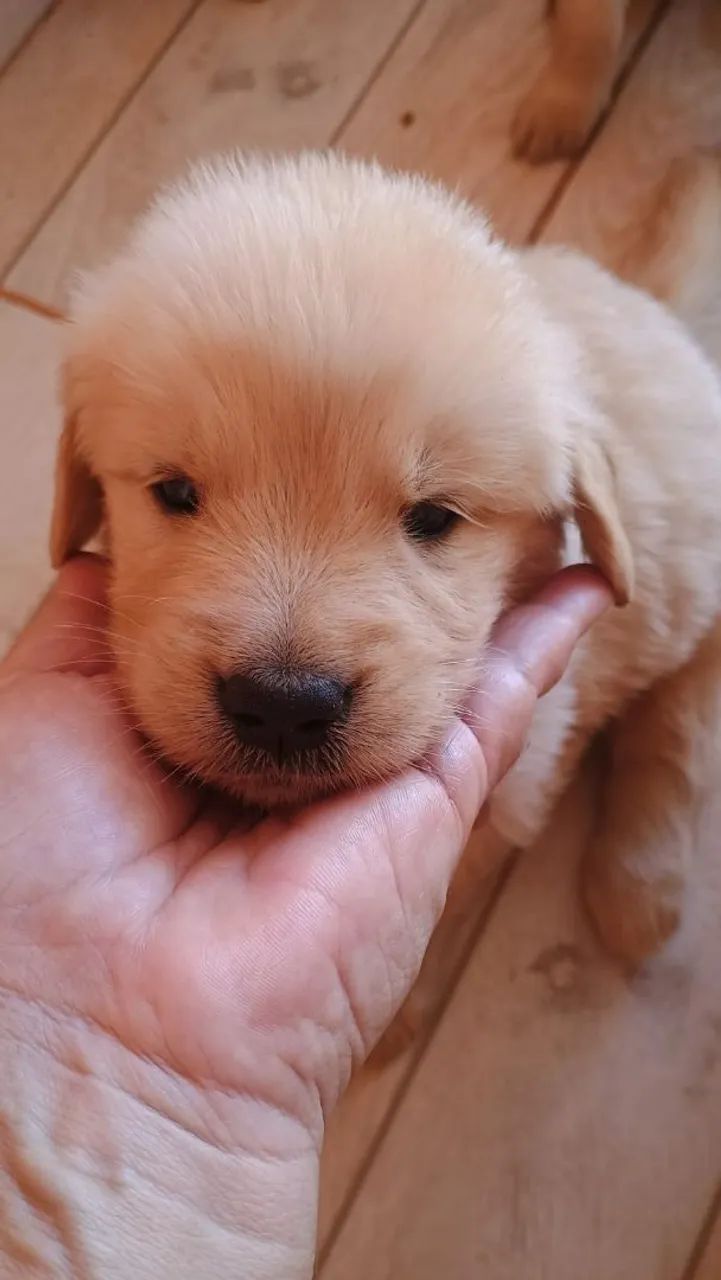 Golden Retriever  - Foto 4