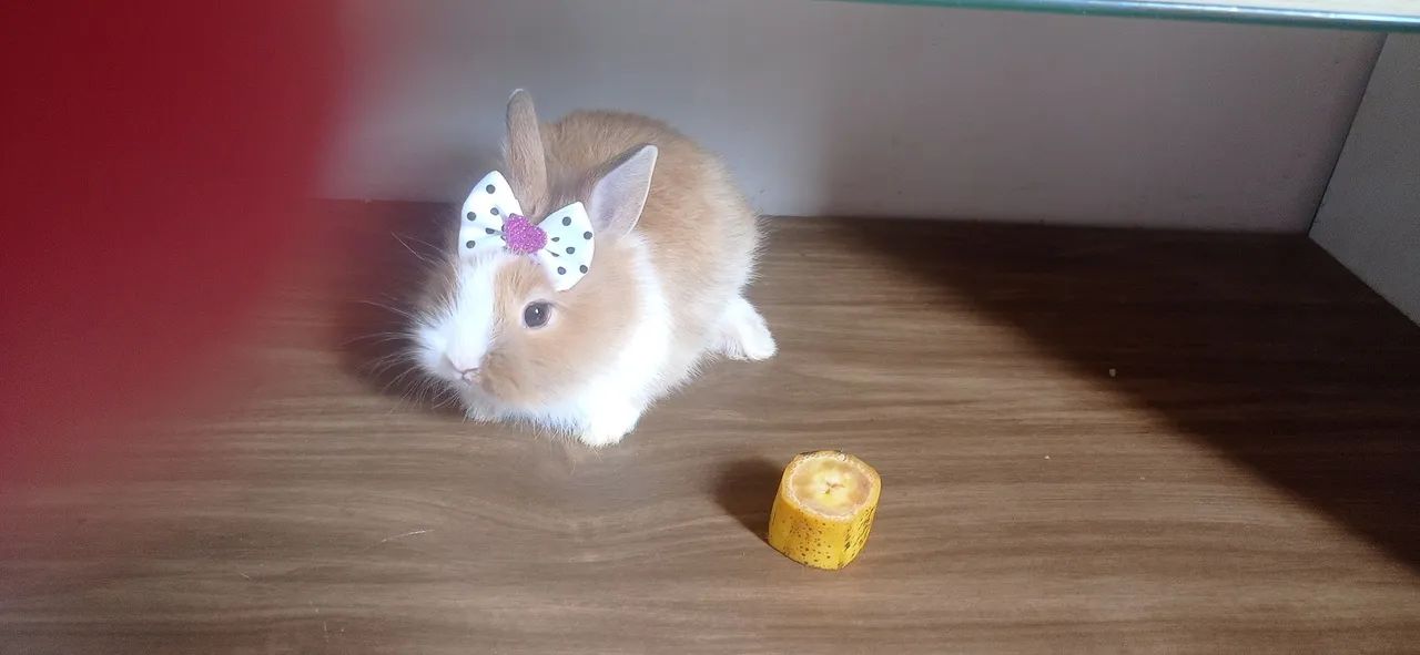 Vendo filhote de mini coelho 
