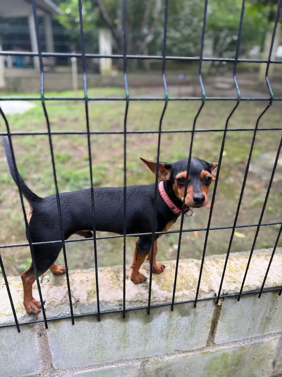 Vendo Pinscher 