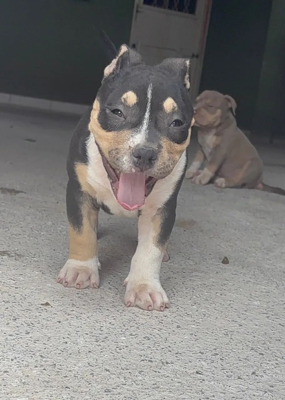 American bully - Foto 5