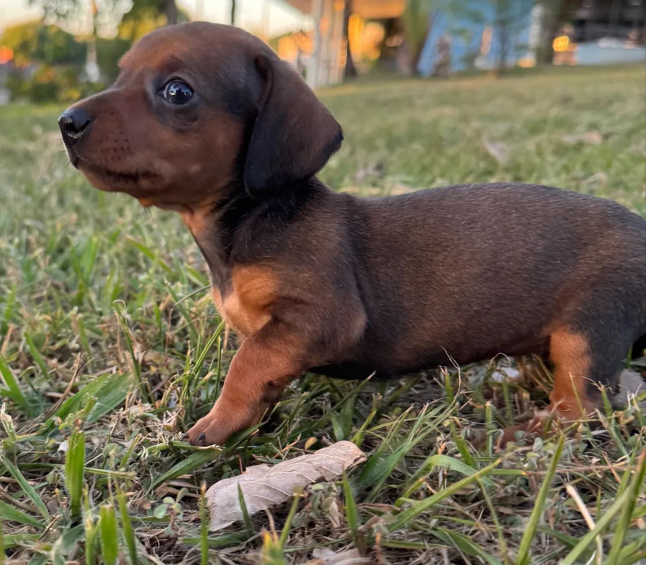 Basset Mini Castanha Cor Rara
