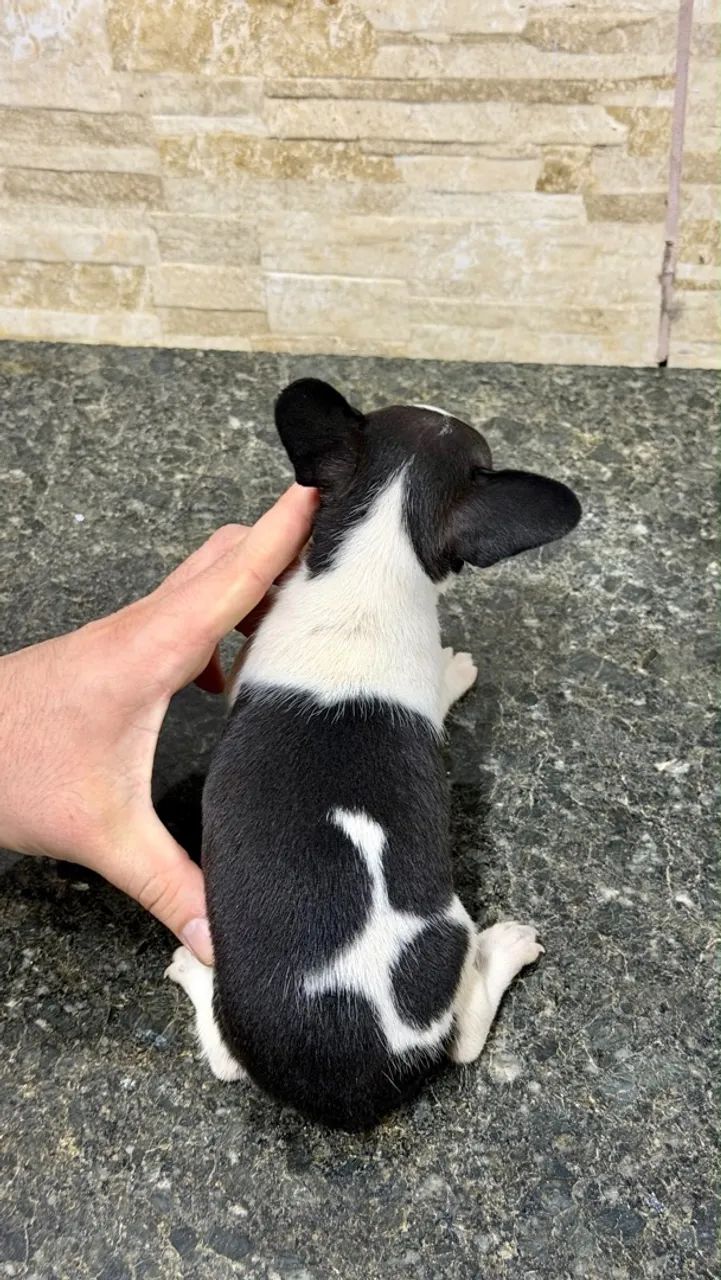 Pinscher macho  - Foto 2
