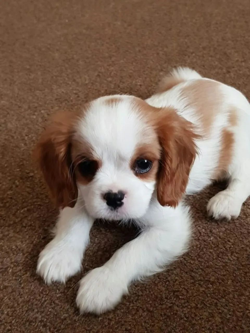 Cavalier King Charles 