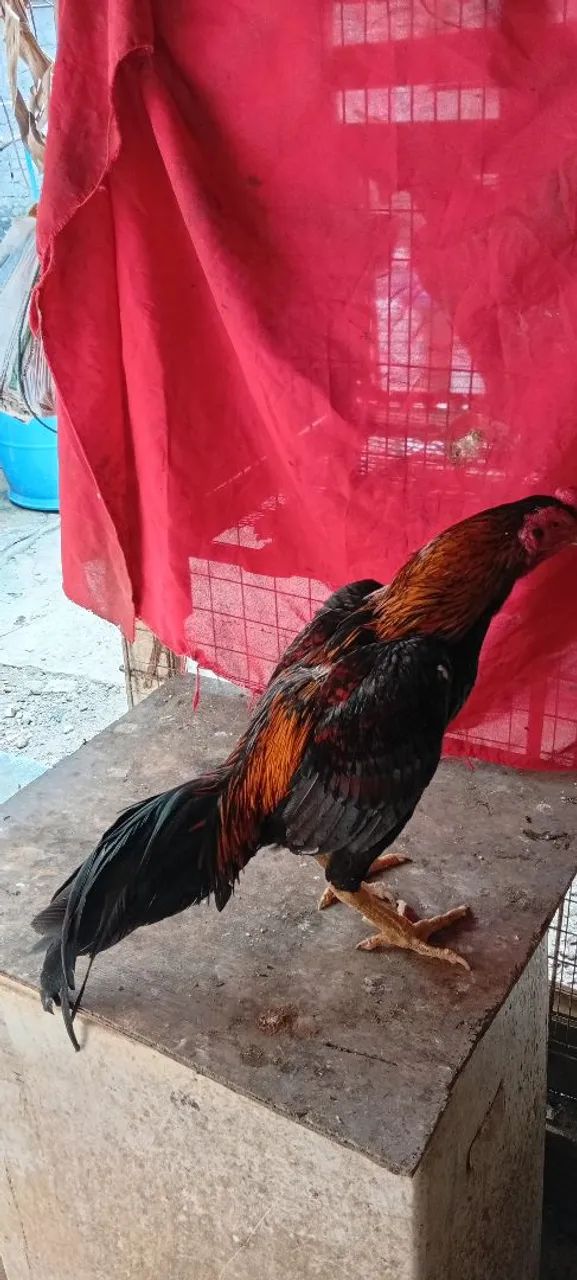 Galo - Foto 3