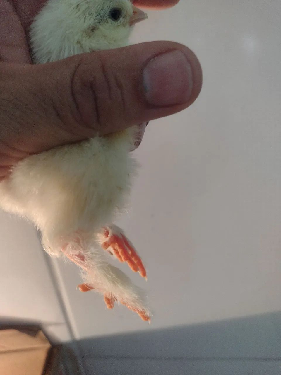Pintinho Brahma  - Foto 2