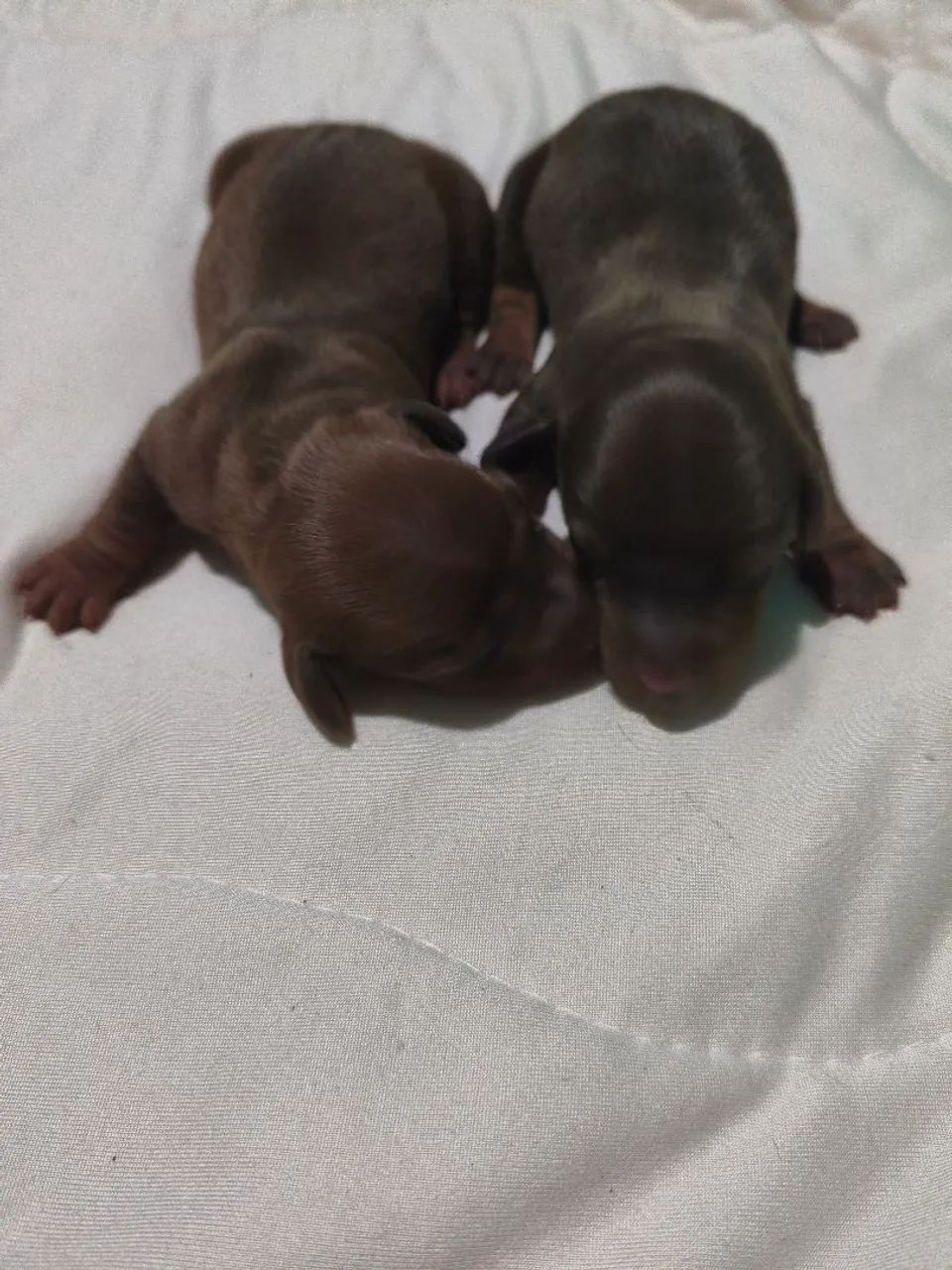 Dachshund salsicha  - Foto 4