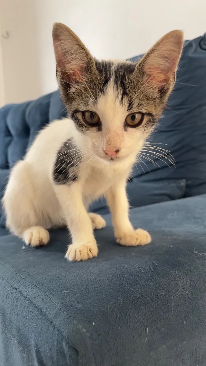Gatinho - Foto 3