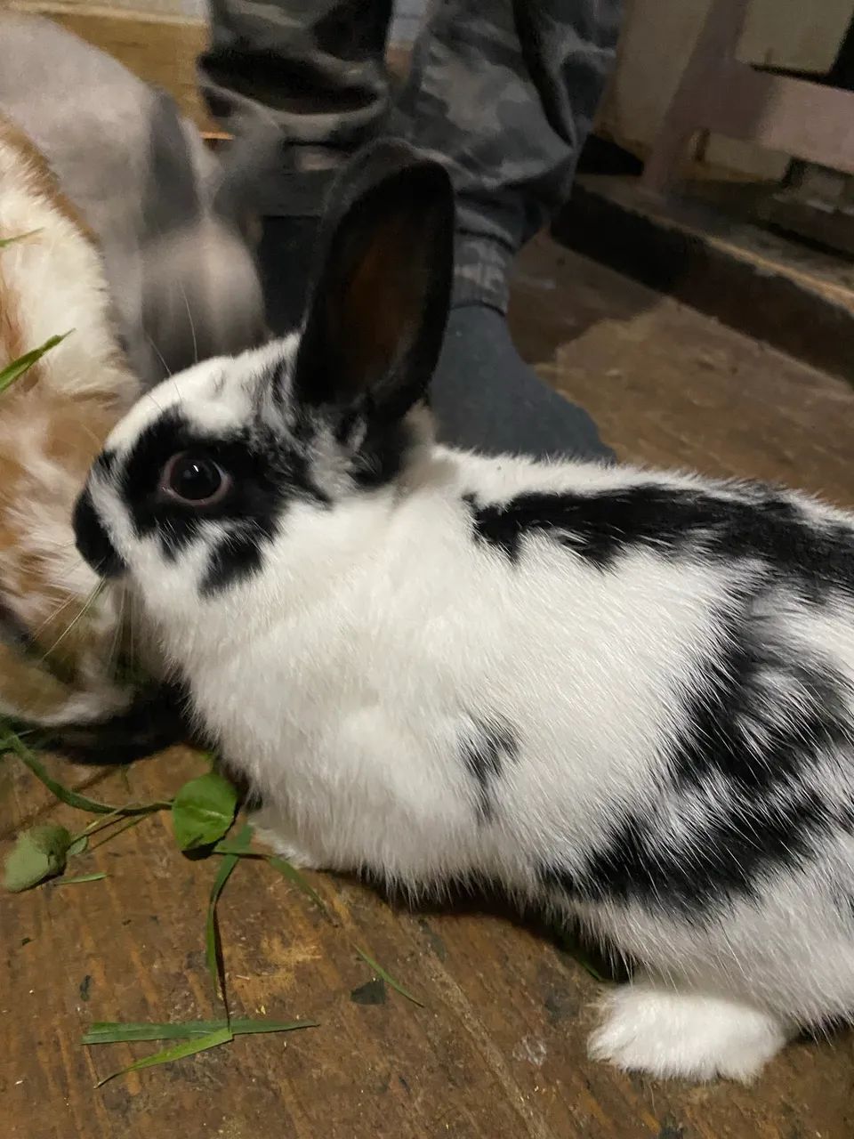 Coelhos 