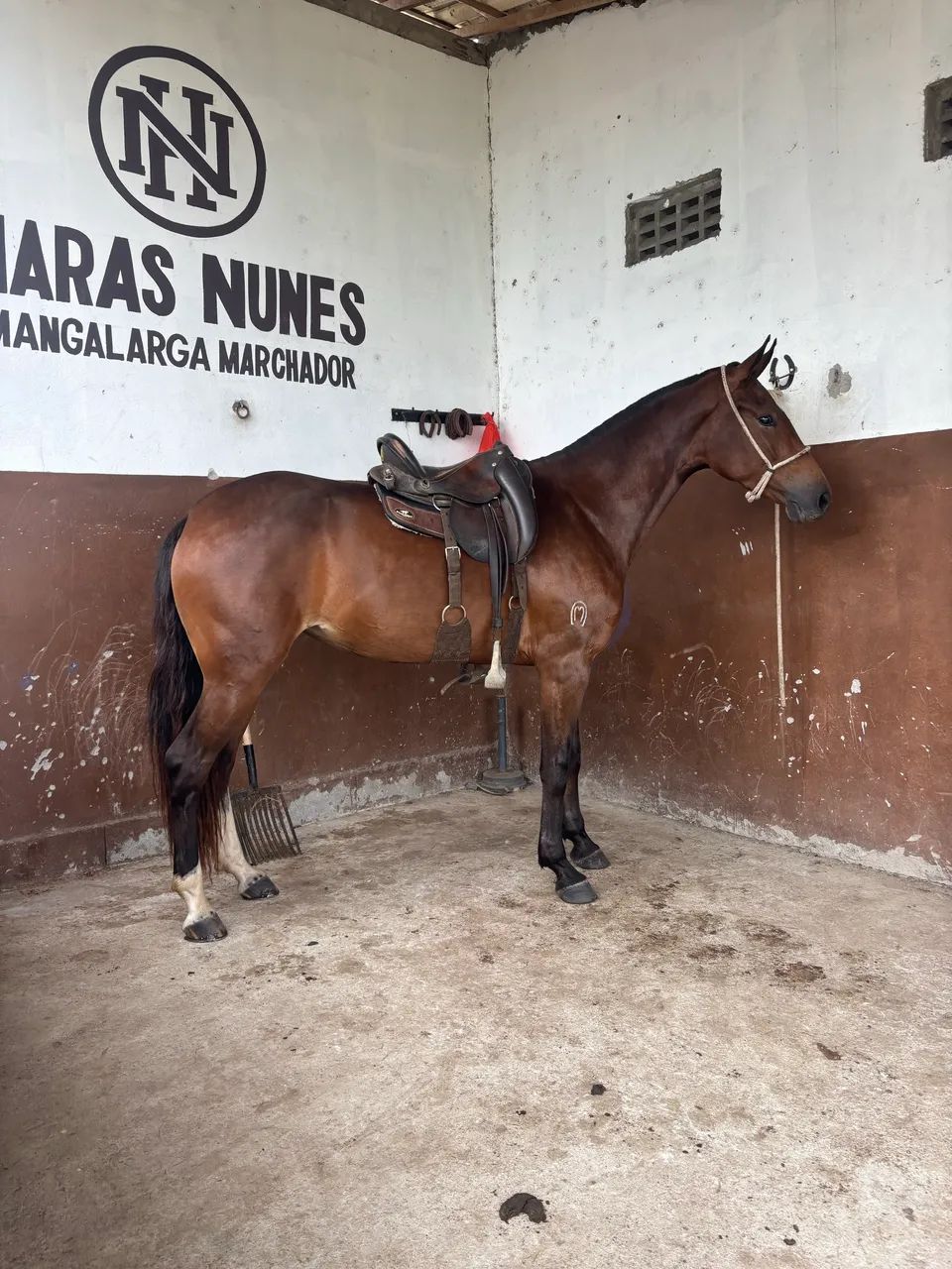 Égua mangalarga marchador 