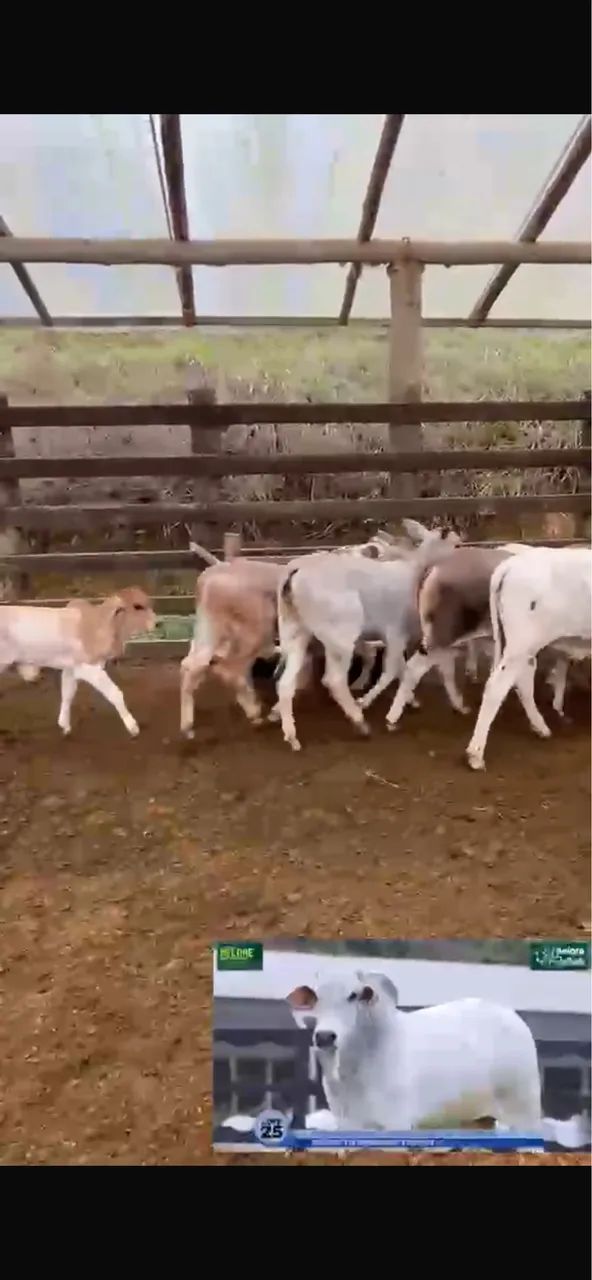 Vacas paridas com bezerros  - Foto 4
