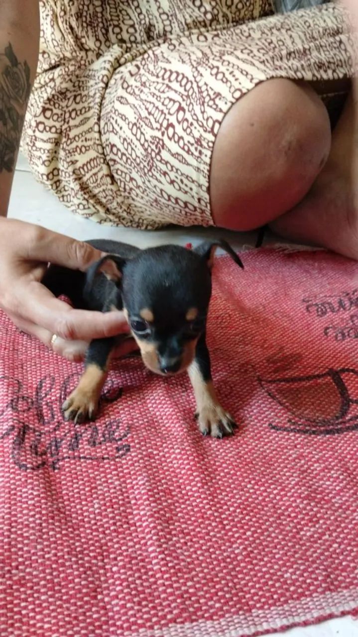 Pinscher 0 com 1 - Foto 4