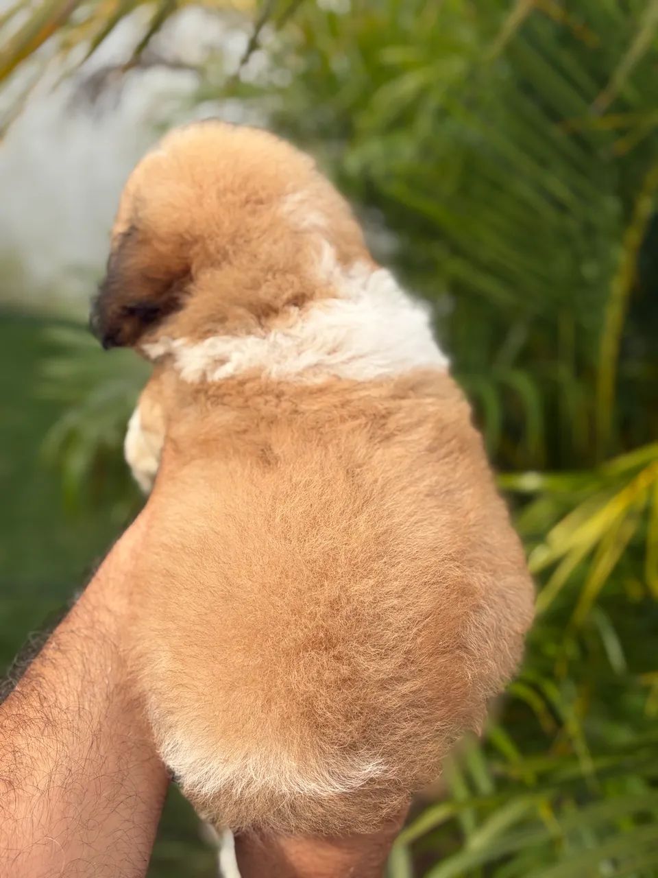 Shih tzu MACHO - Foto 4