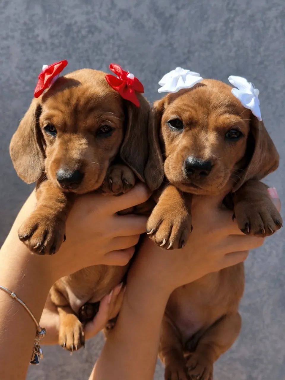 Cachorrinha  - Foto 5