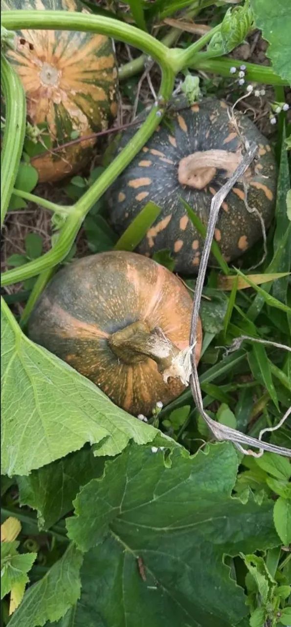 Hortaliças abobora jilo coive alface quiabo - Foto 6