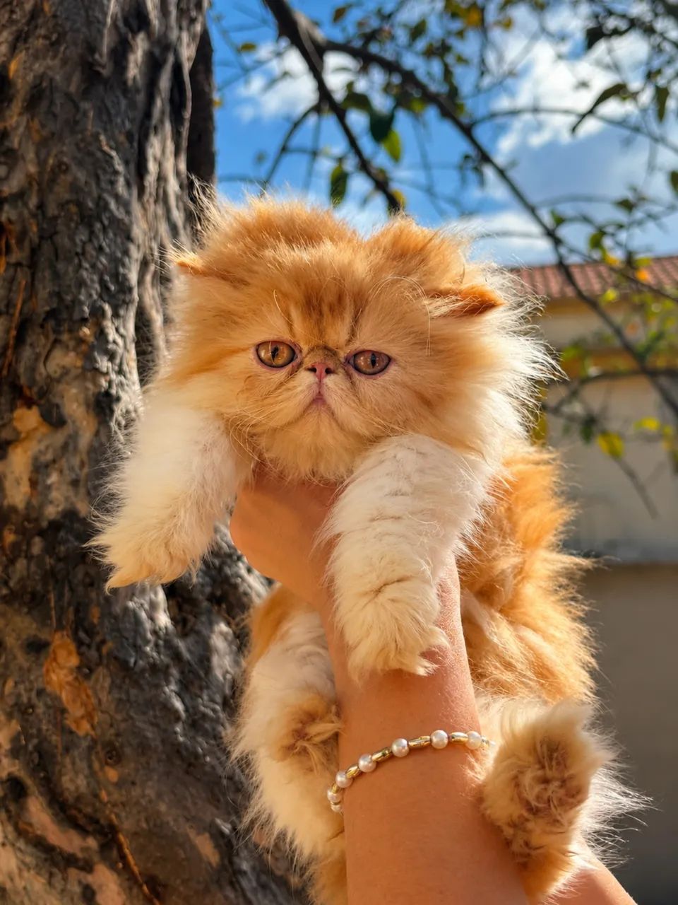 Gato persa  - Foto 3