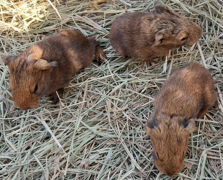Porquinhos da índia  - Foto 2