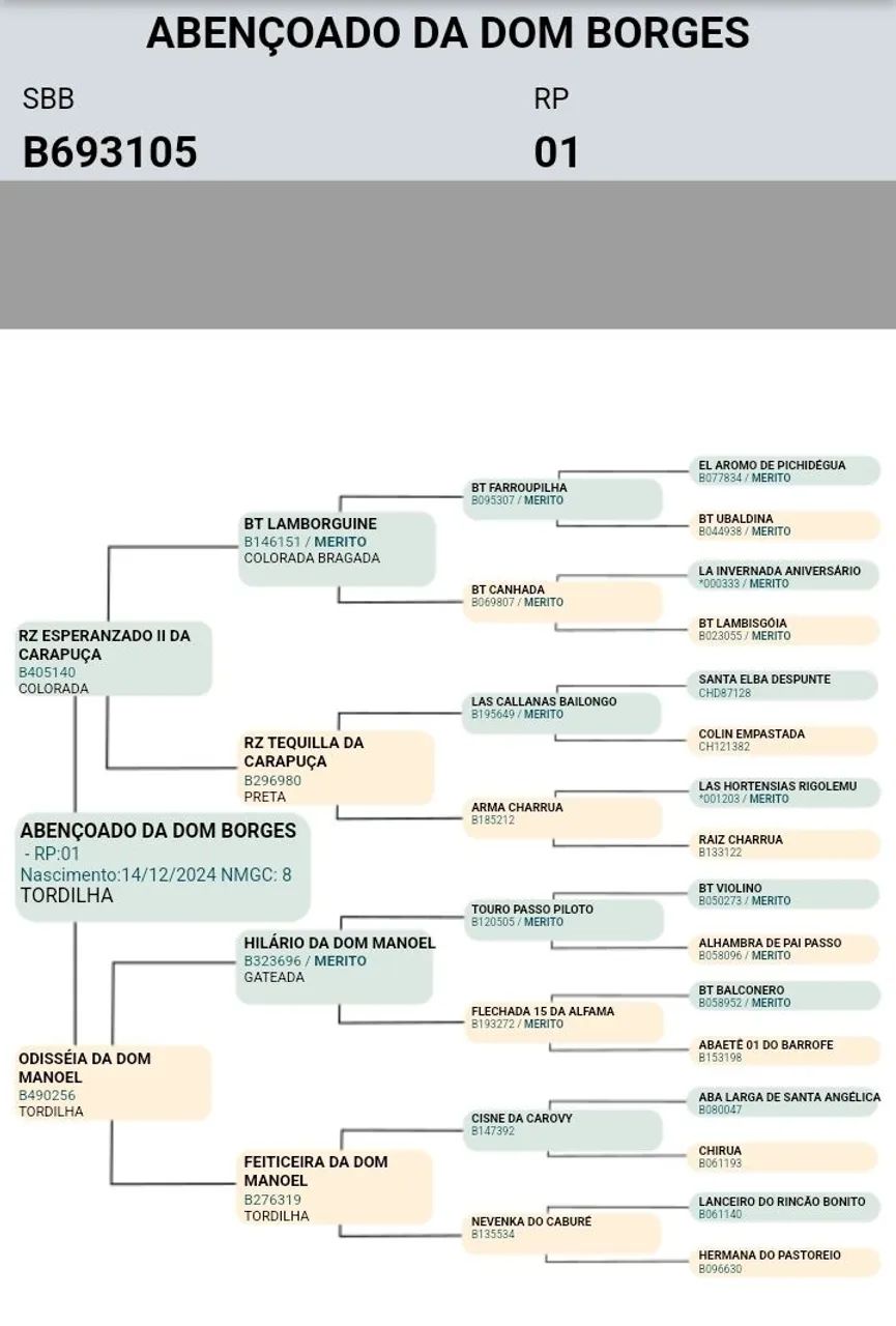 Potranco crioulo !!! Futuro pai de cabanha.  - Foto 3