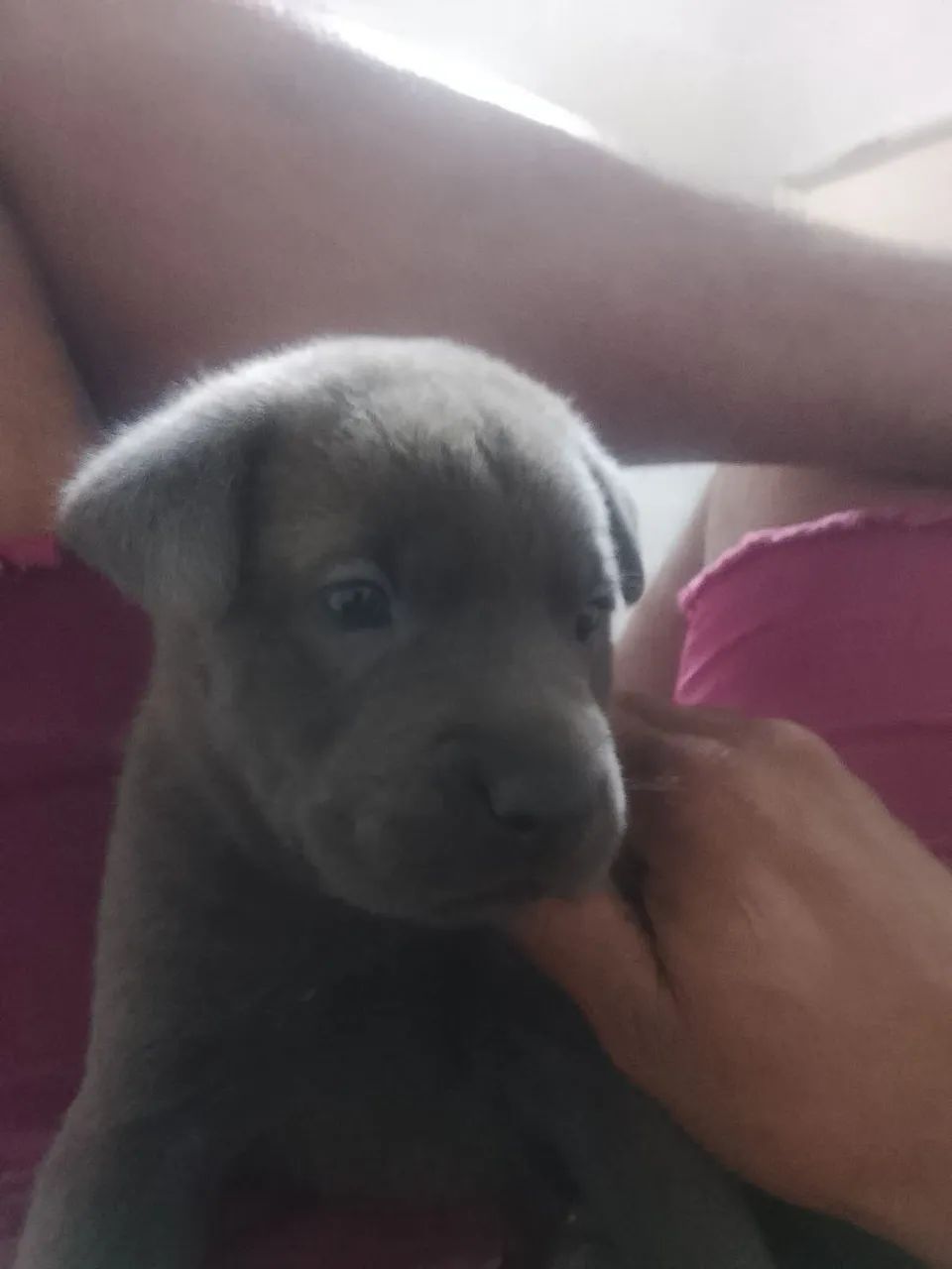 Filhote de cachorro Chow Chow - Foto 3