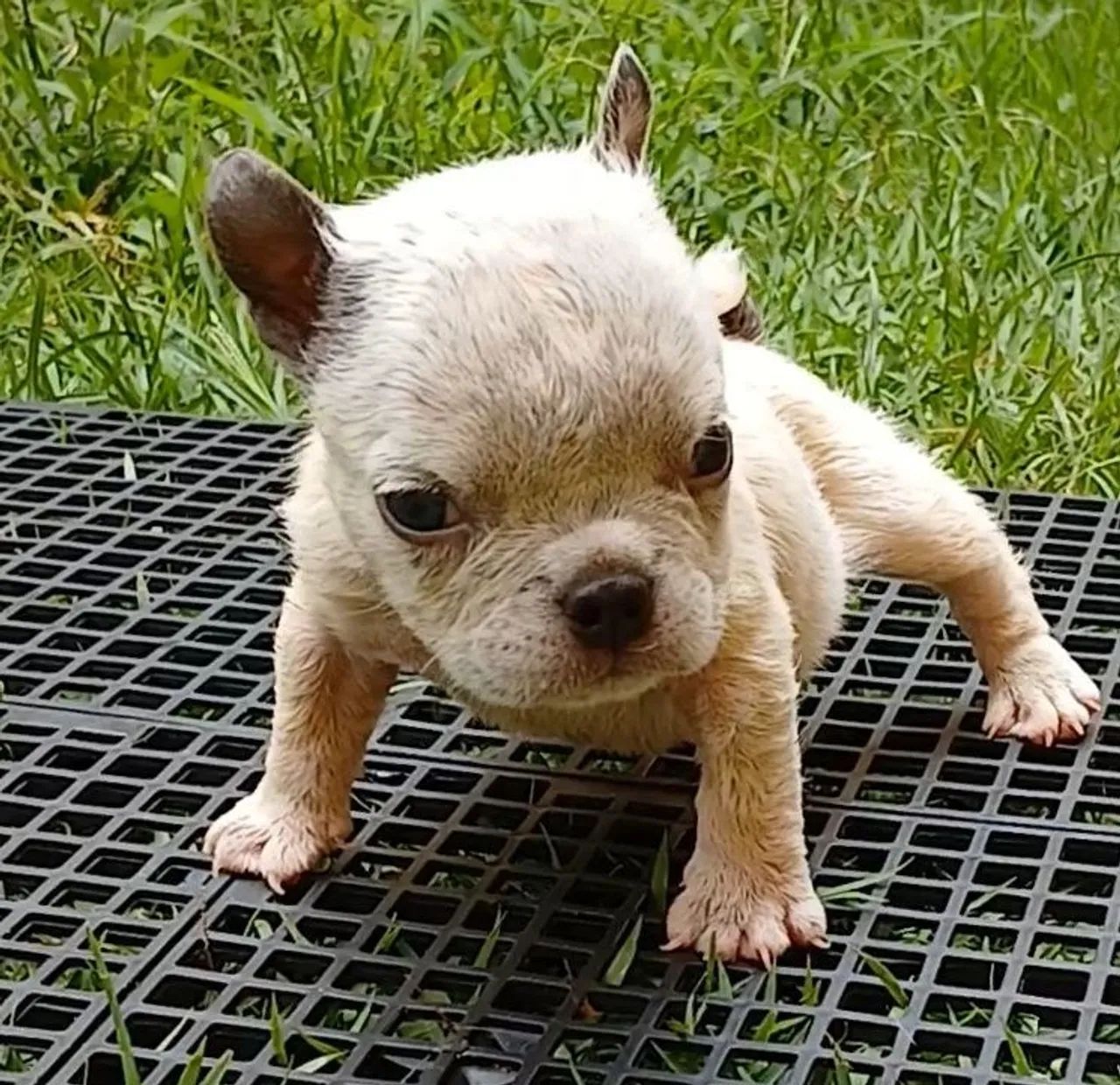 American Bully  /  Exotic Bully Filhotes Disponível Fêmea e Machos - Foto 3