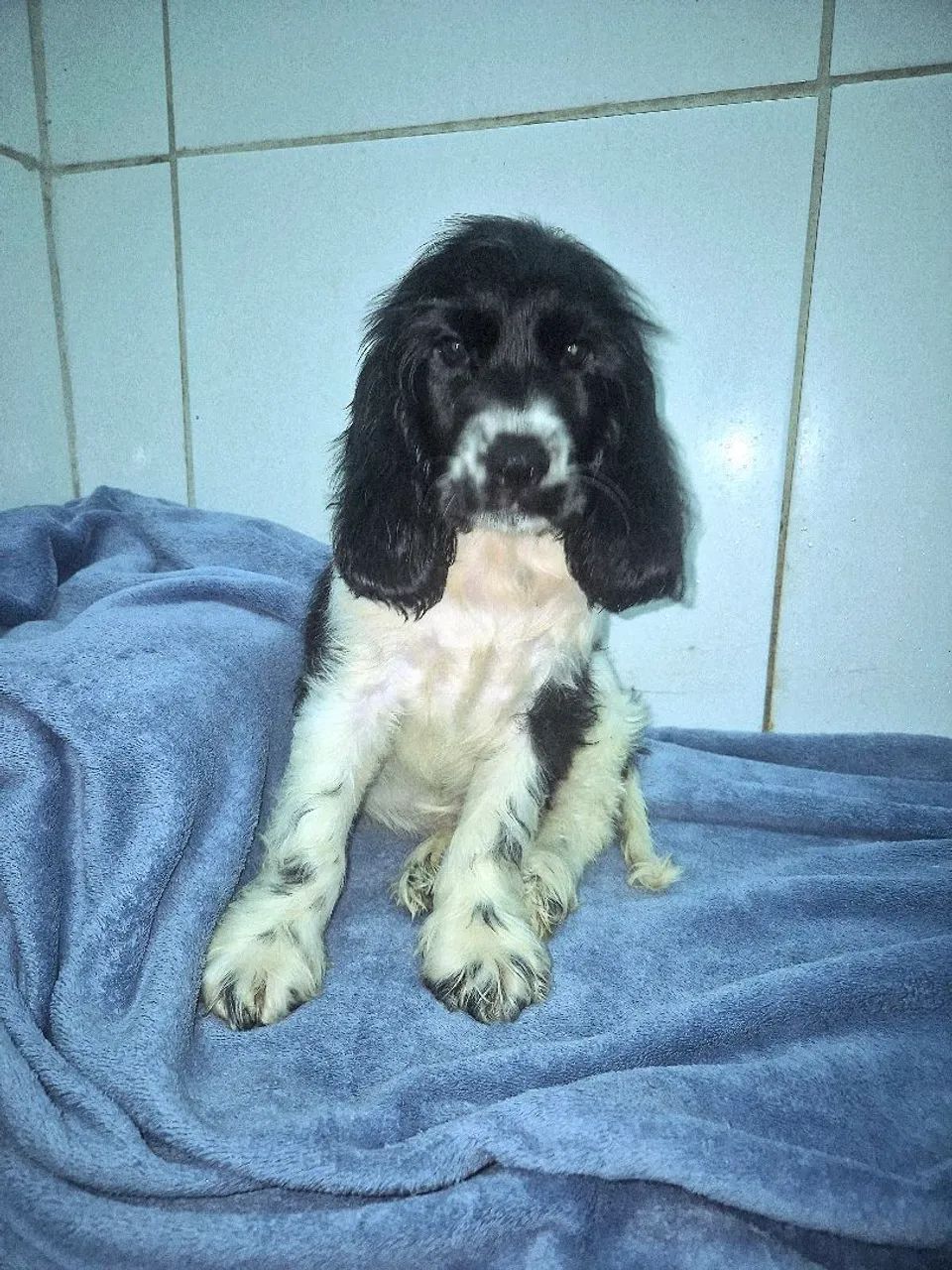 Filhote de Cocker Spaniel Inglês  - Foto 3