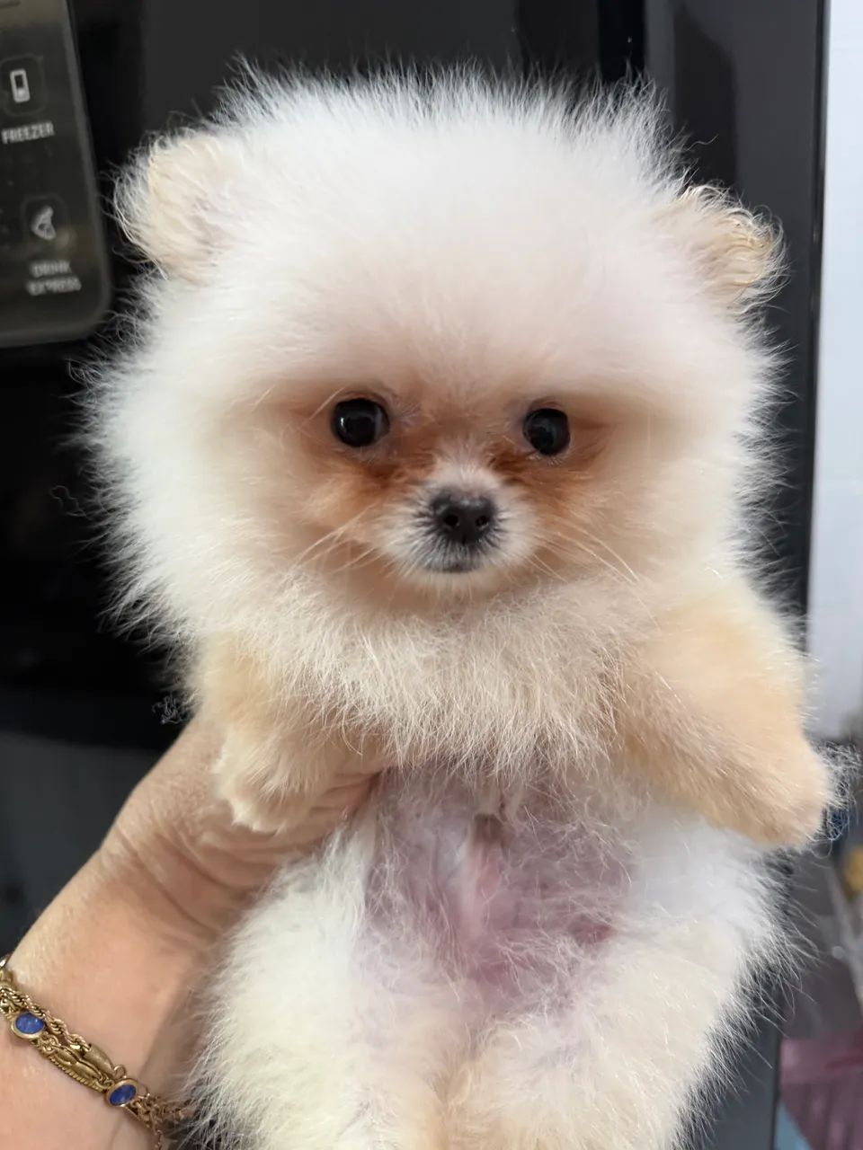 Spitz alemão anao - Foto 2