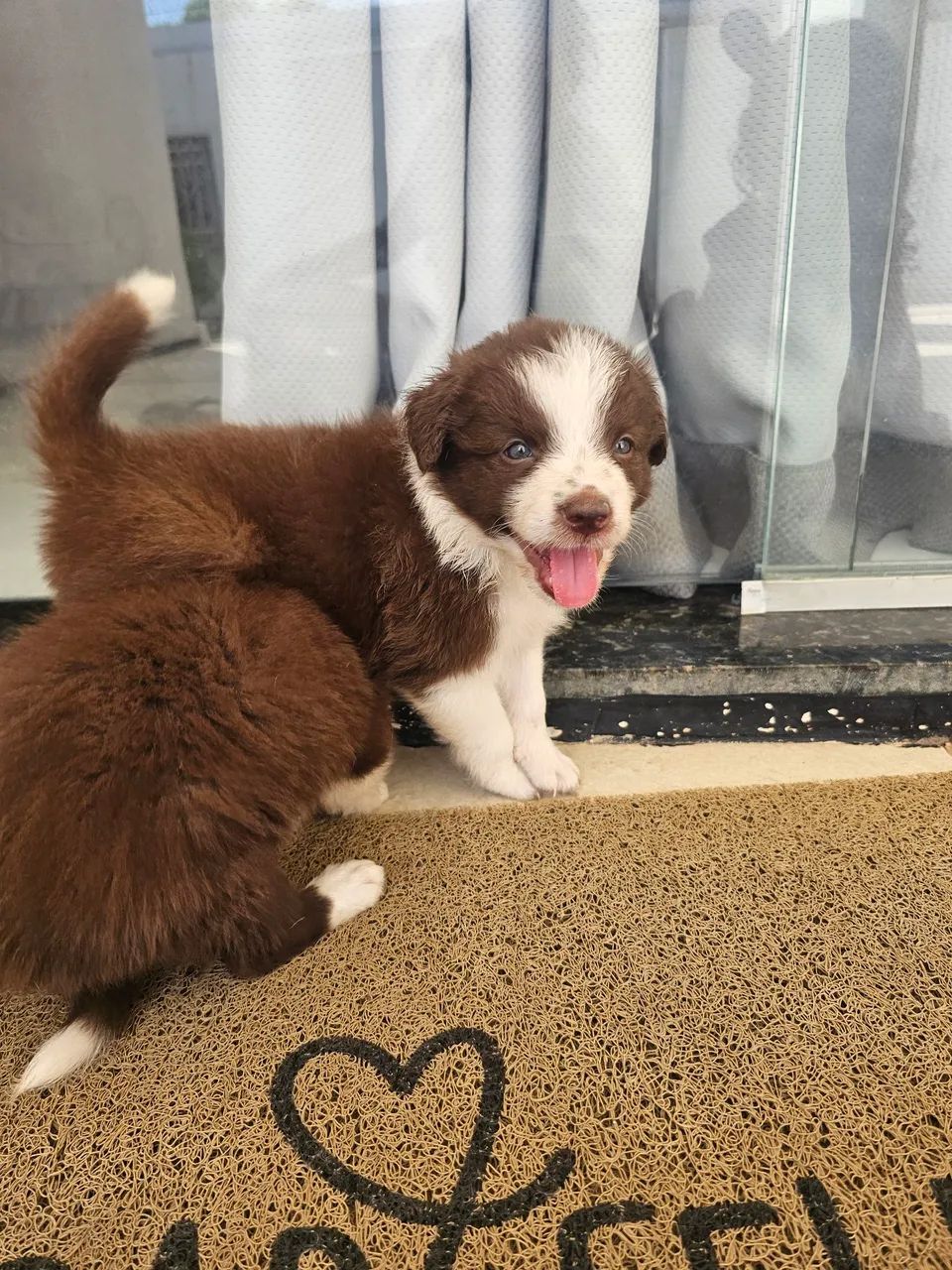 VENDO BORDER COLLIE  - Foto 2