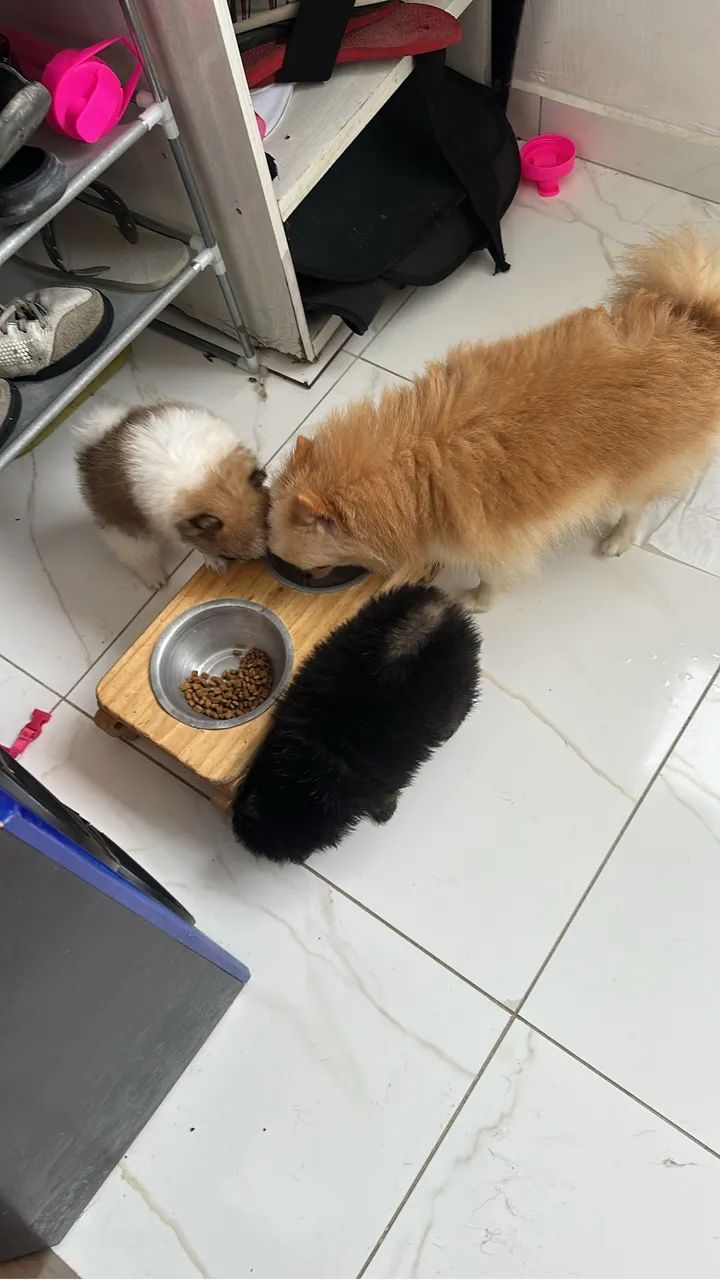 Cachorros