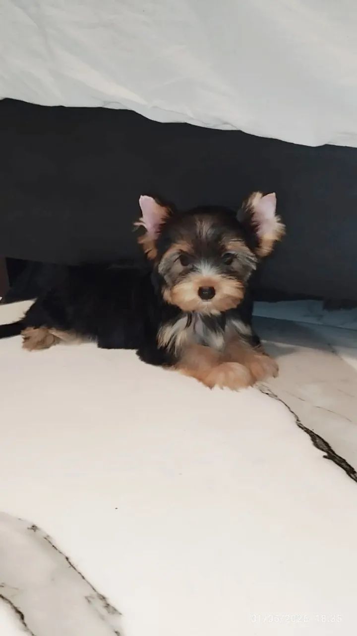 Filhote yorkshire machinho 3 meses 