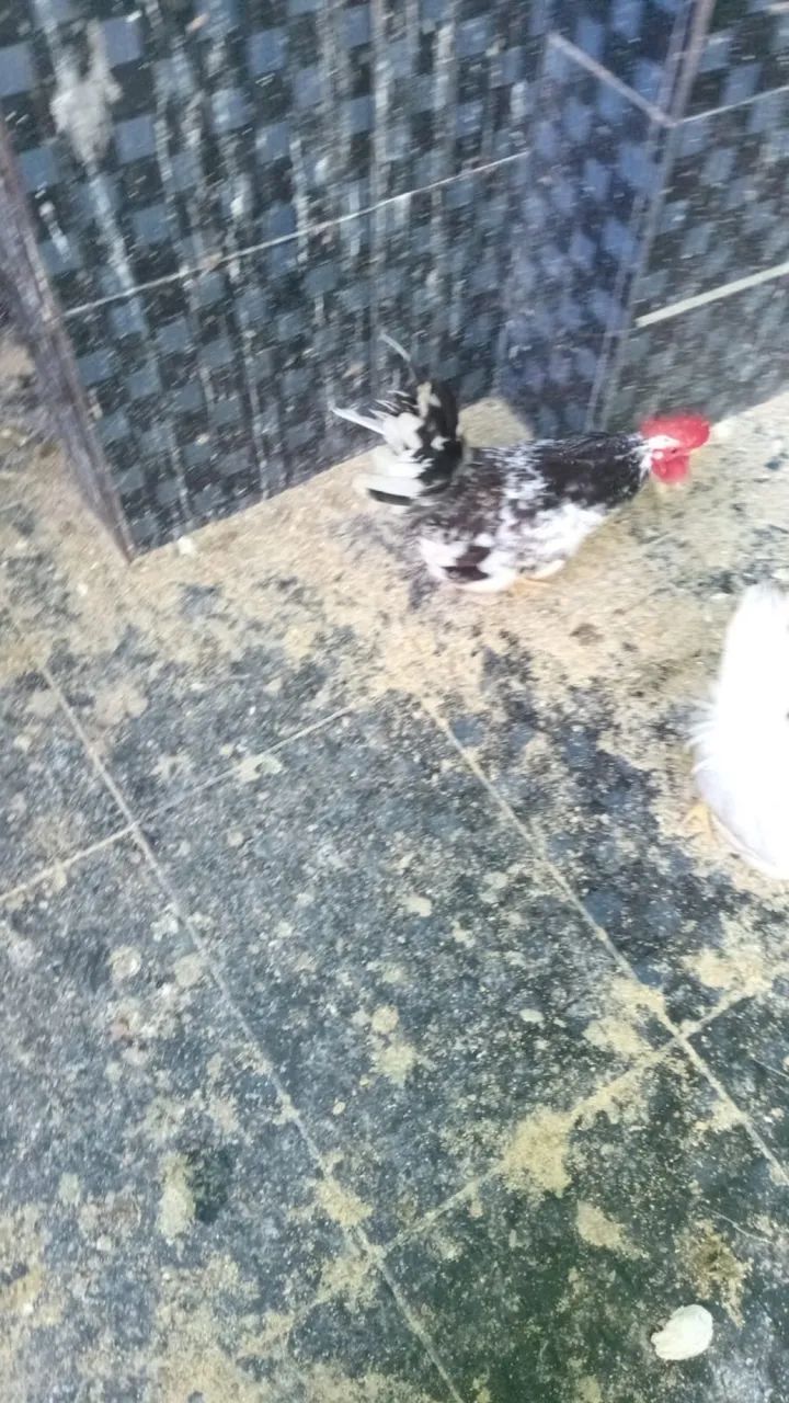 Vendo Garnizé