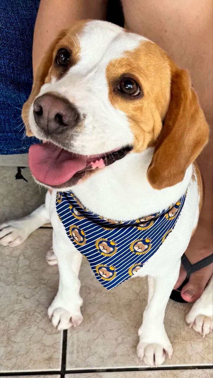 Filhote macho. Raça Beagle - Foto 3