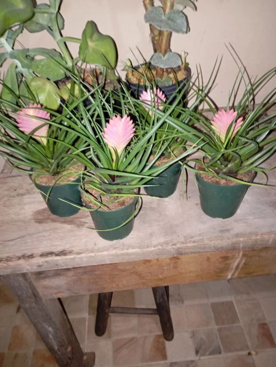 Sementes e plantas 