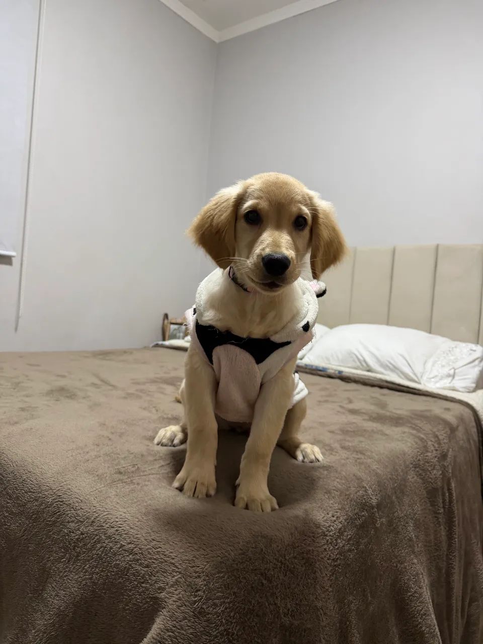 Golden retriver 