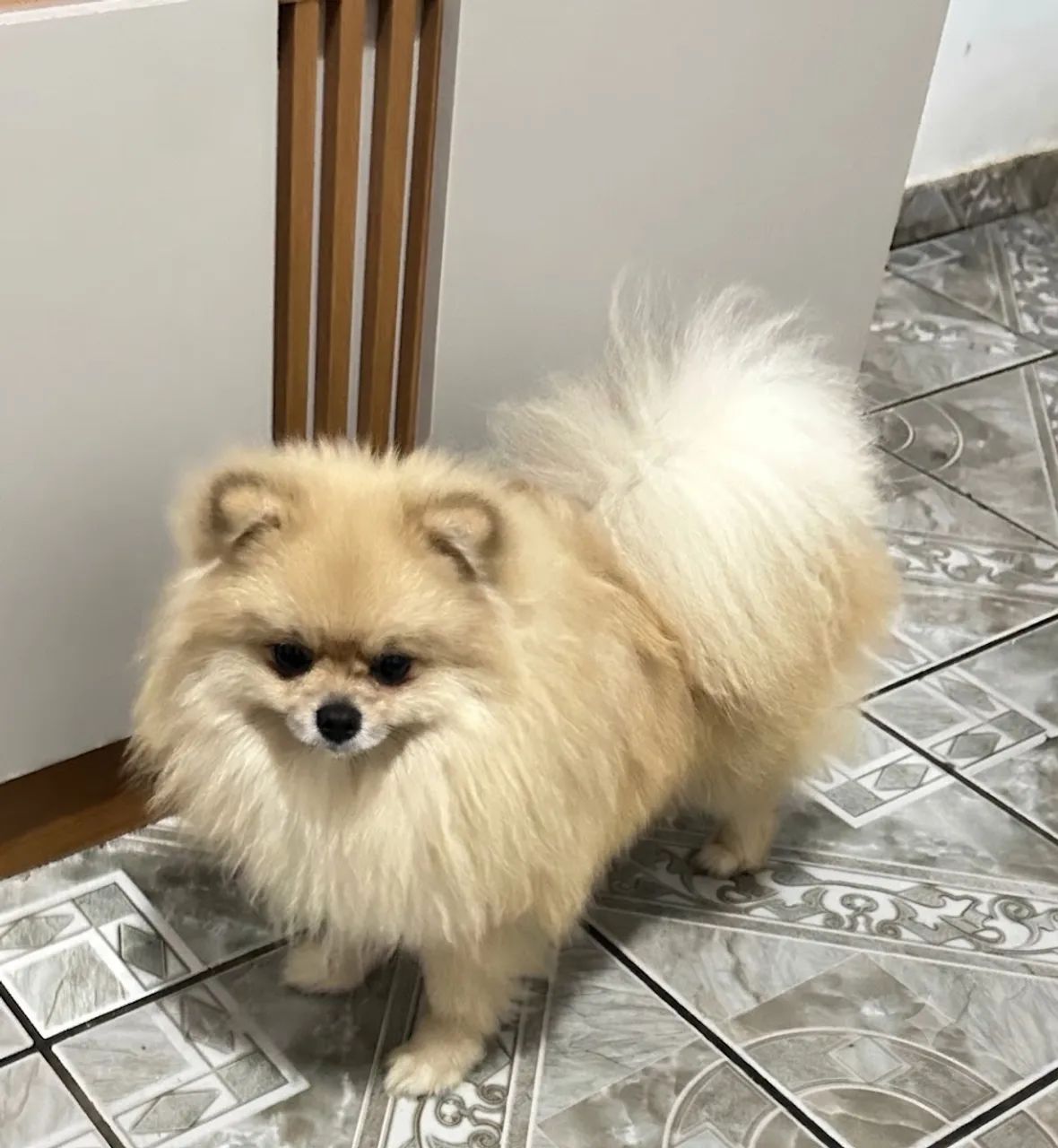 Spitz alemão macho - Foto 2