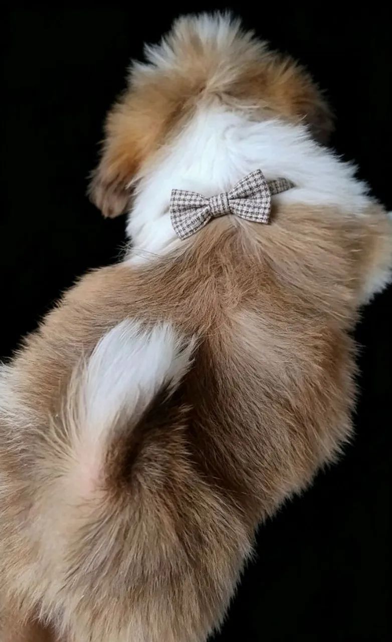 Shih tzu (Macho Padrão) - Foto 3