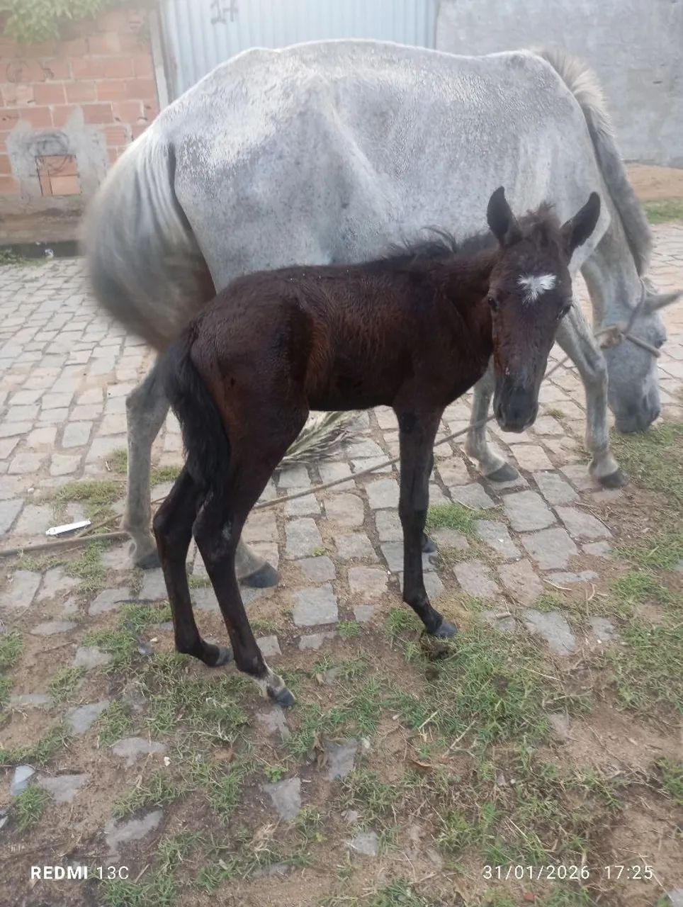 Égua PIQUEIRA com potro - Foto 2