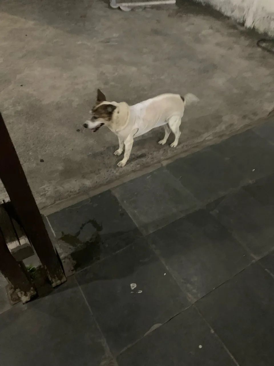 Cachorro para doacao  - Foto 3