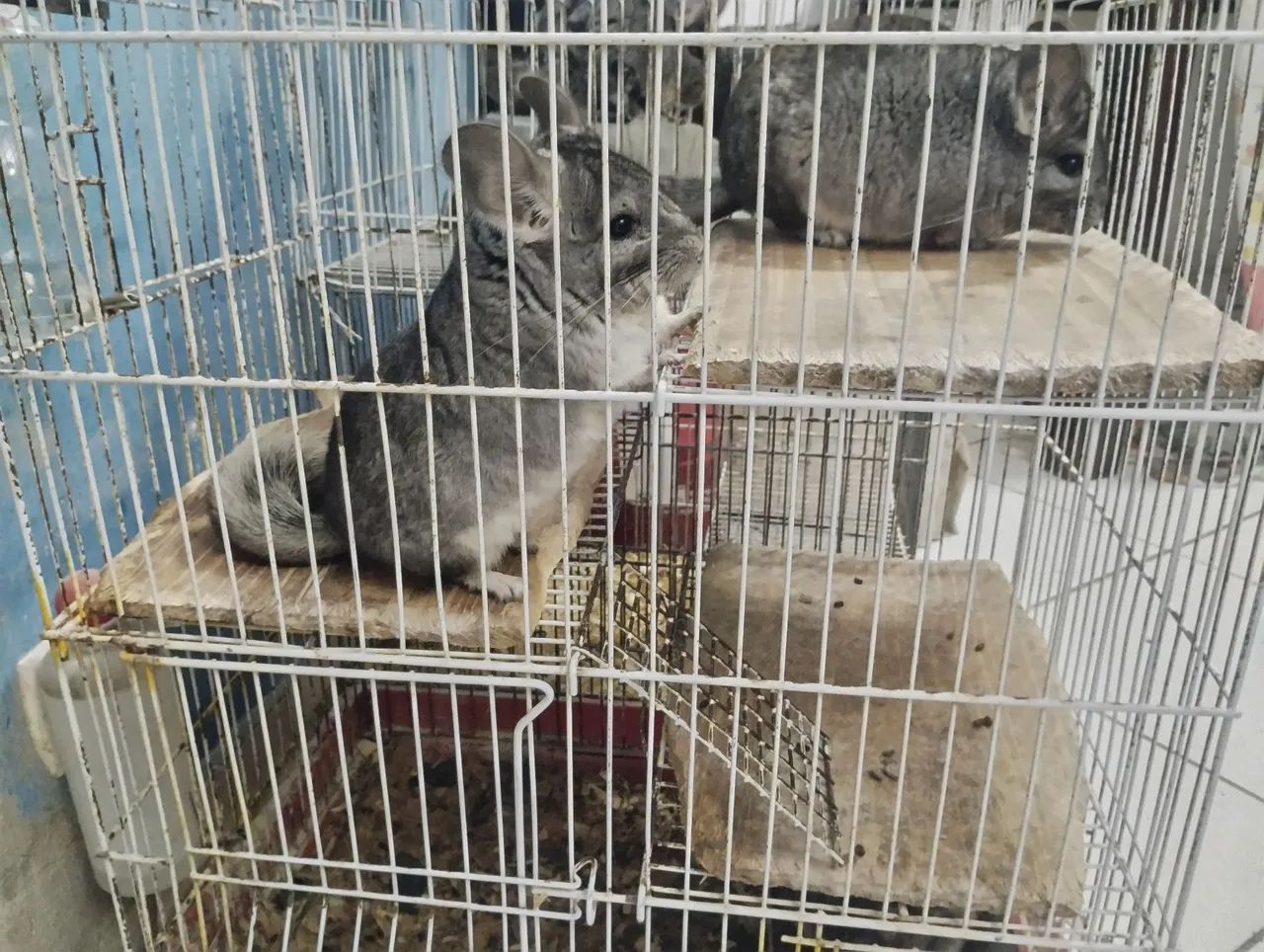 Casal de chinchila  - Foto 2