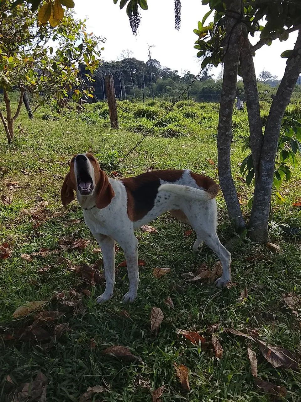Cachorro americano  - Foto 2