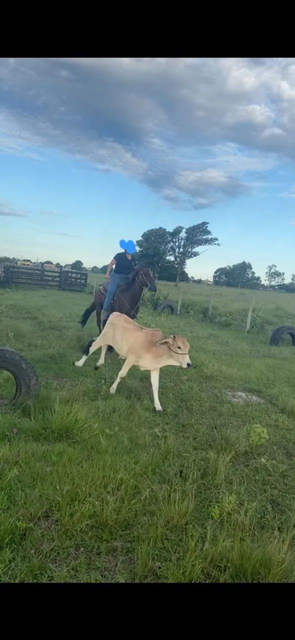 Vendo cavalo 